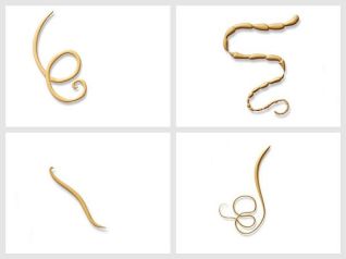 the various worms