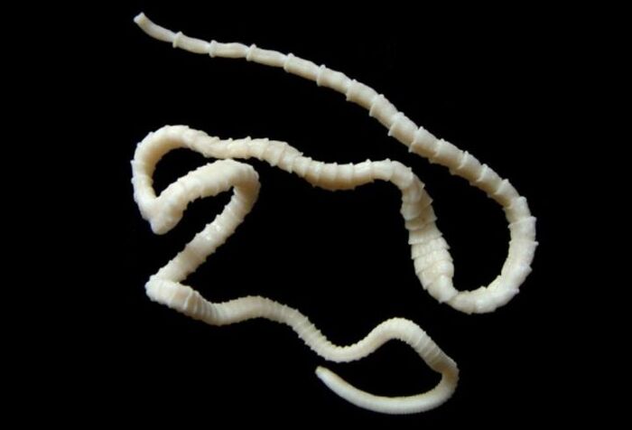 Broad tapeworm