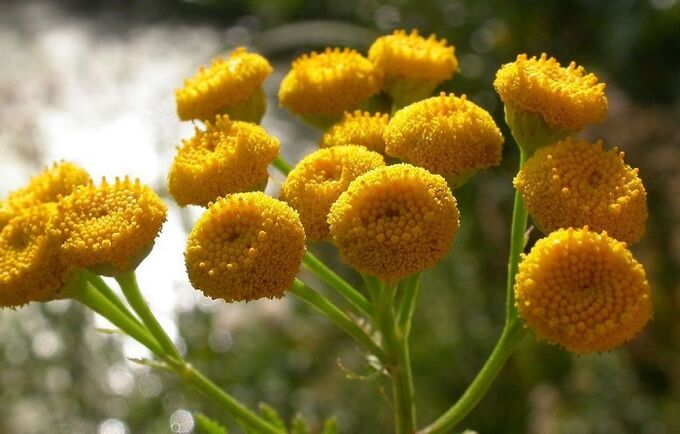 tansy to remove parasites from organisms