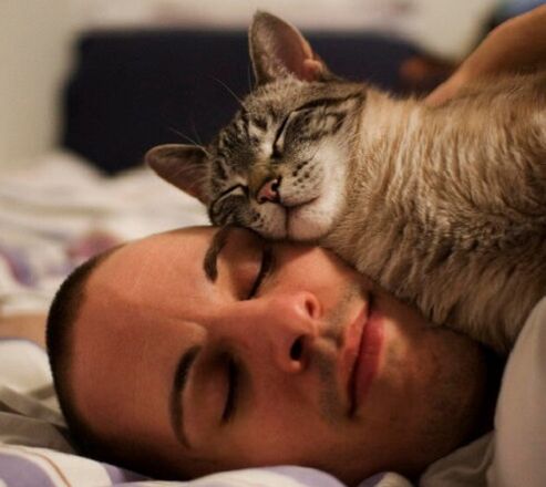 Sleeping with cats is the cause of parasite infection