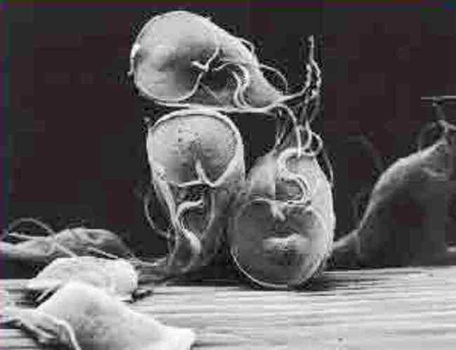 giardia protozoan