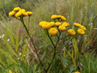 Effect of tansy worm infection